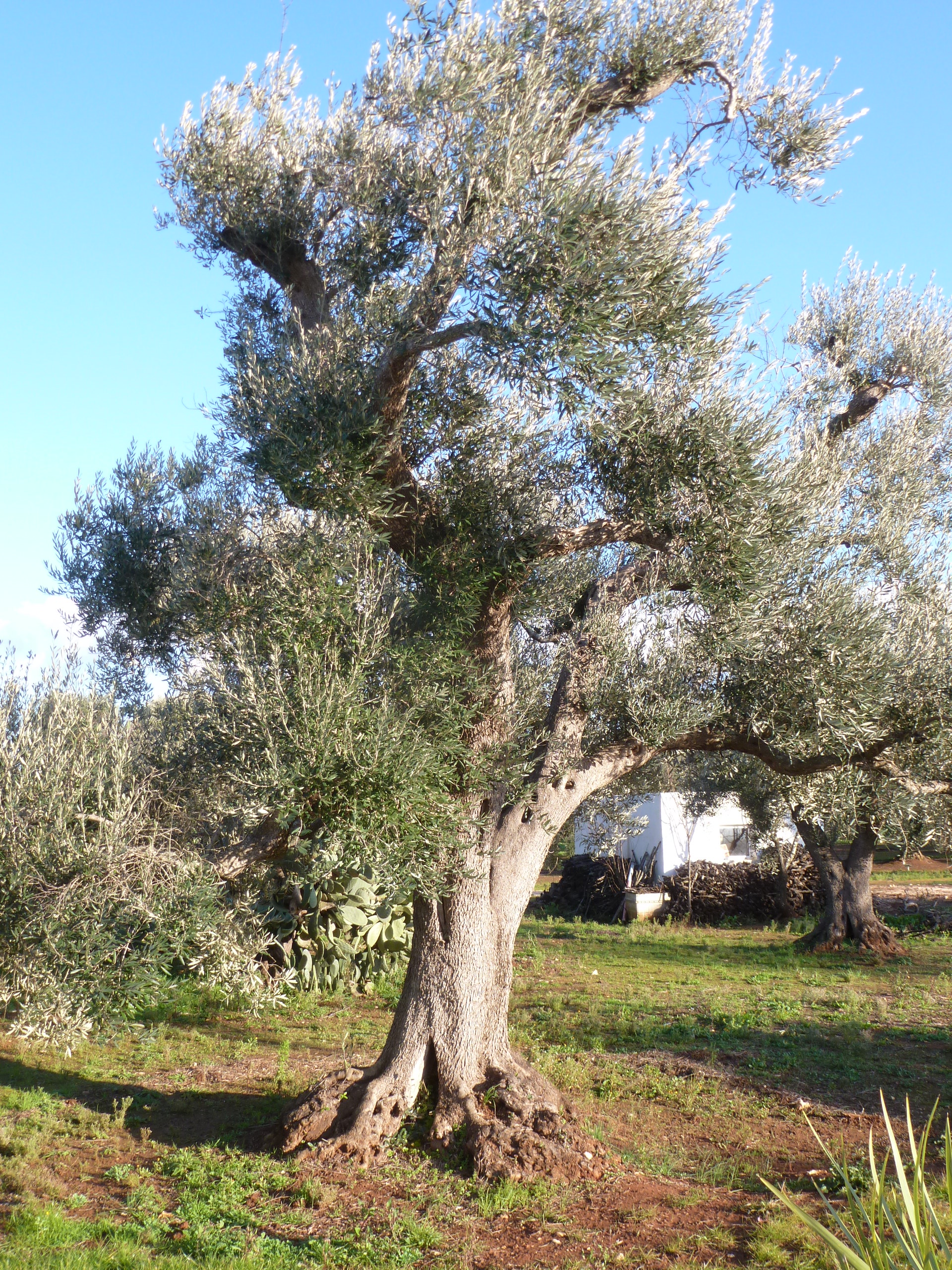 Mon olivier dans la région des Pouilles (sud de L'italie)