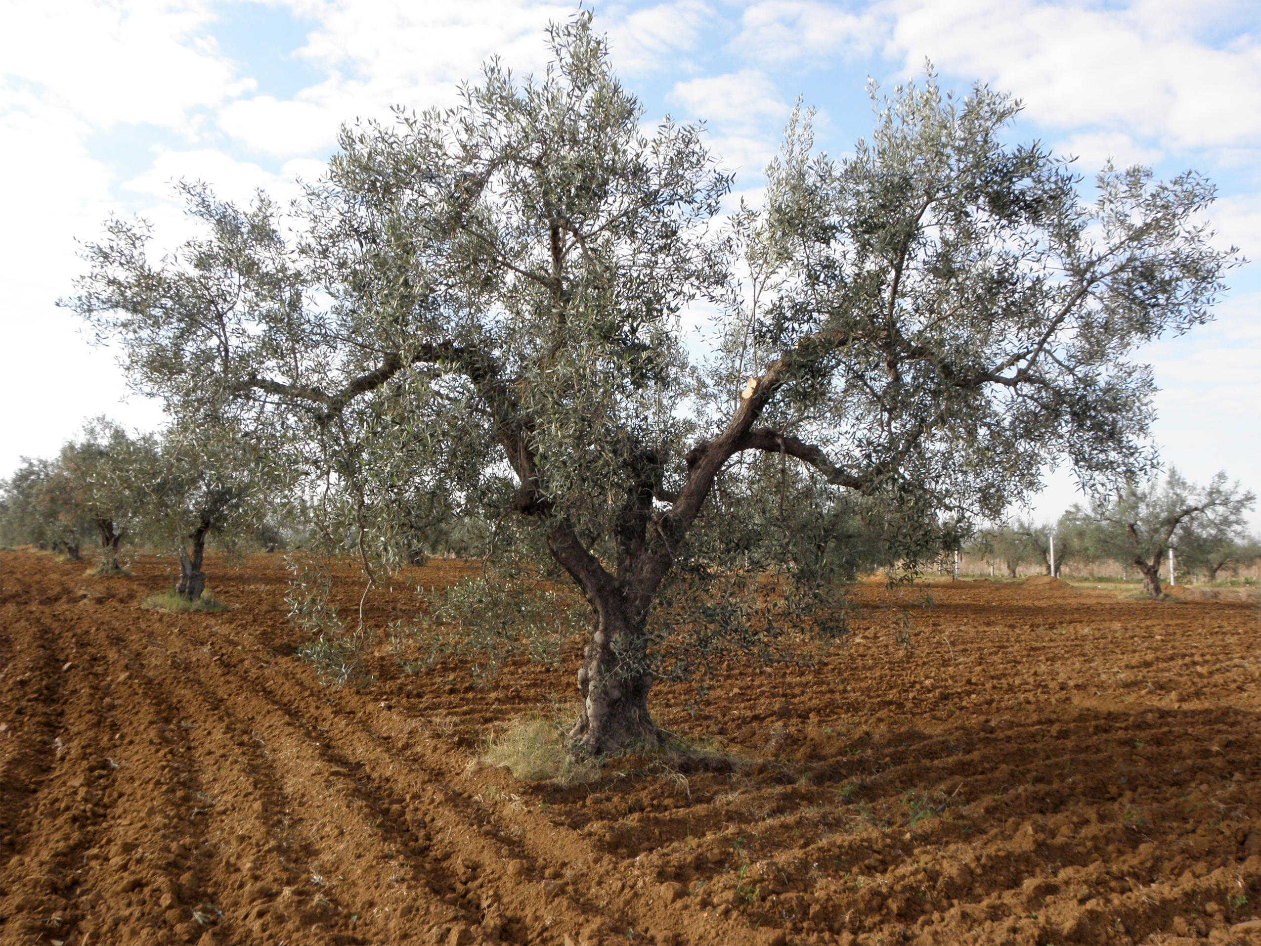 Oliv, mon arbre au cœur d'une oliveraie en Tunisie